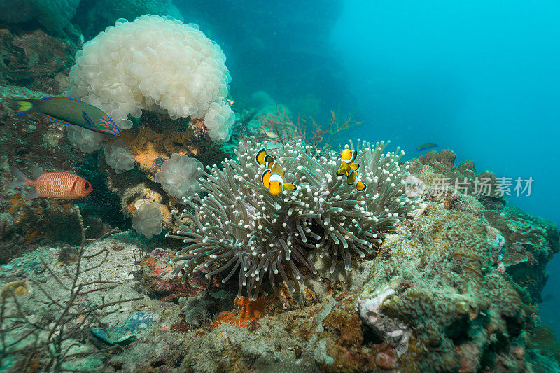 美丽海葵中可爱的西方小丑鱼(Amphiprion ocellaris)的水下图像